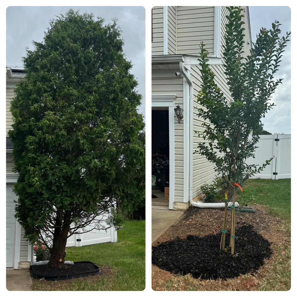 All Photos for Branch Out Tree Care LLC in Fredericksburg, VA