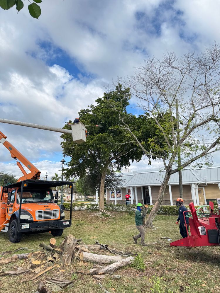 All Photos for Sam's Tree Service in Miami Beach,  FL