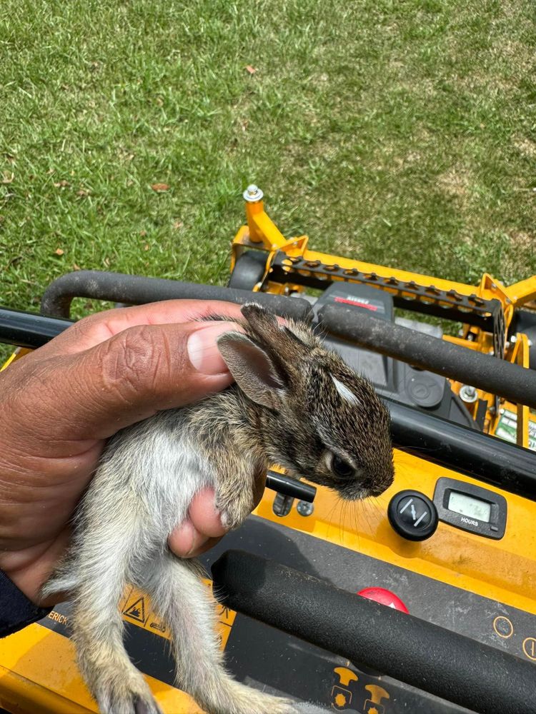 All Photos for Rey Landscaping & Lawn service LLC in West Palm Beach,  FL