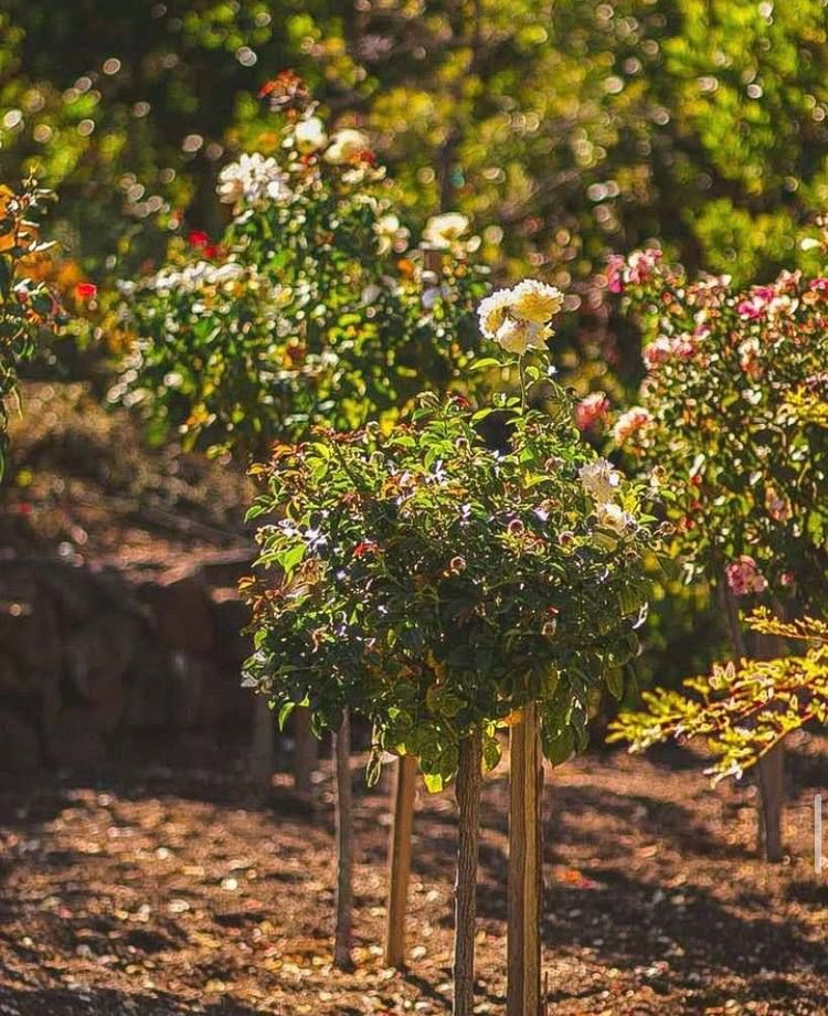 Landscaping for RHS in San Jose, CA