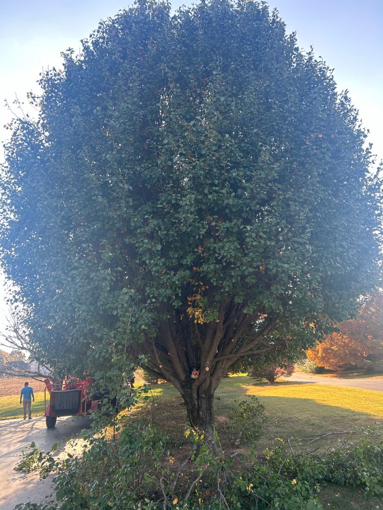 Tree Removal for Optimum Tree Service And Landscaping in Bowling Green, KY