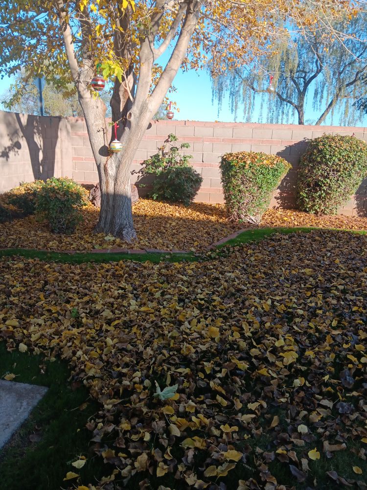 All Photos for Family Landscaping in Phoenix, AZ