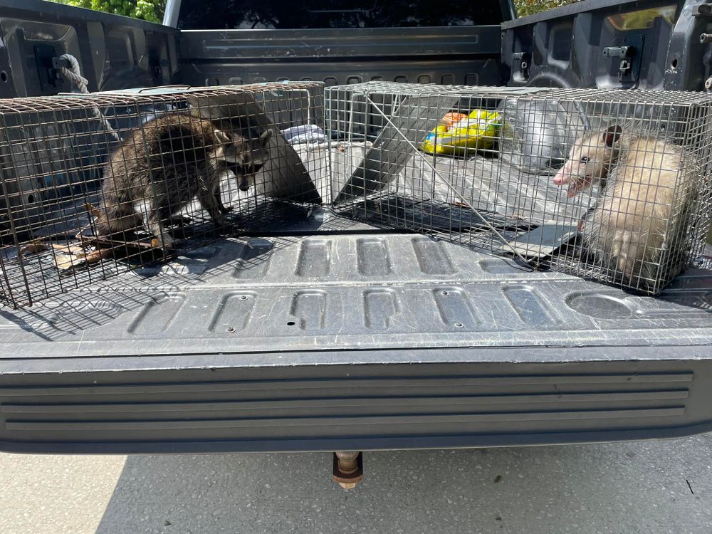 Our Raccoons service effectively and humanely removes unwanted raccoons from your property, providing a safe and peaceful environment for you and your family to enjoy without the nuisance. for North Brevard Wildlife Solutions in Mims, FL