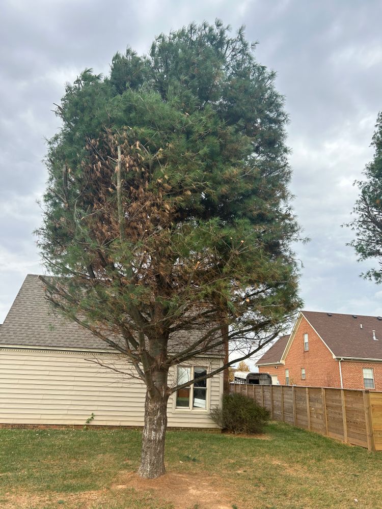 Tree Removal for Optimum Tree Service And Landscaping in Bowling Green, KY