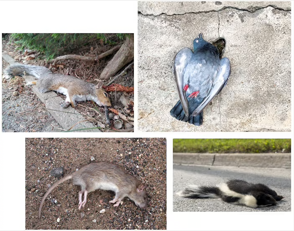 Our Dead Animal Removal service ensures the safe and efficient removal of deceased wildlife from your property, preventing health hazards and unpleasant odors while restoring a clean environment for your home. for Toppers Wildlife Removal in Garland, TX