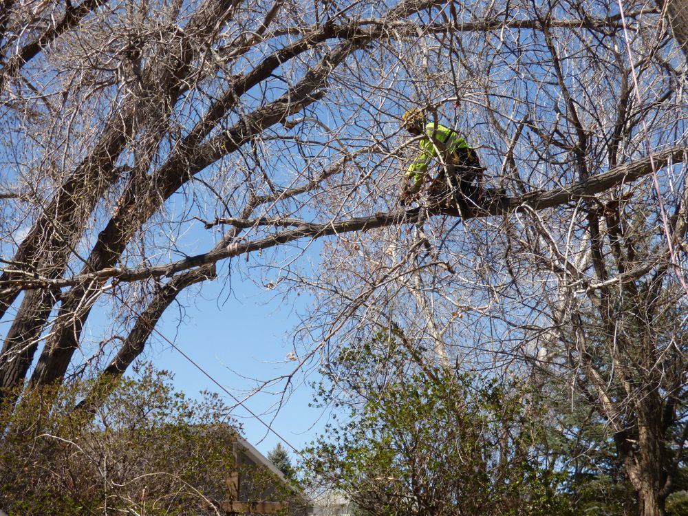 Tree Removal for Two Fellers Tree Service in Buffalo, WY