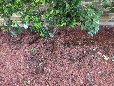 All Photos for Toppers Wildlife Removal in Garland, TX