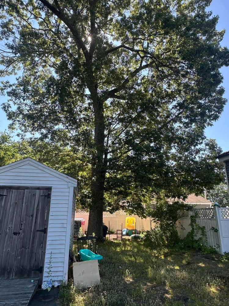 All Photos for Leaf and Limb in Townsend, MA