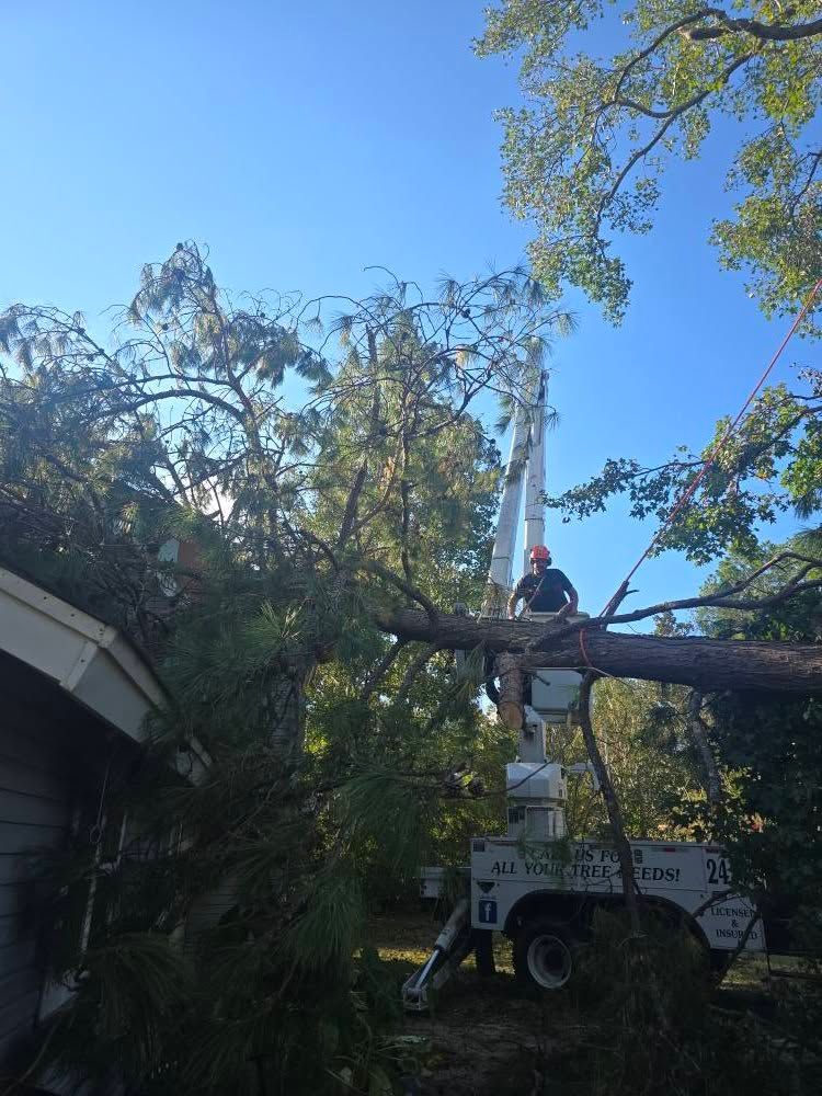 Tree Removal for Paquette's Tree Service in Malvern, AR