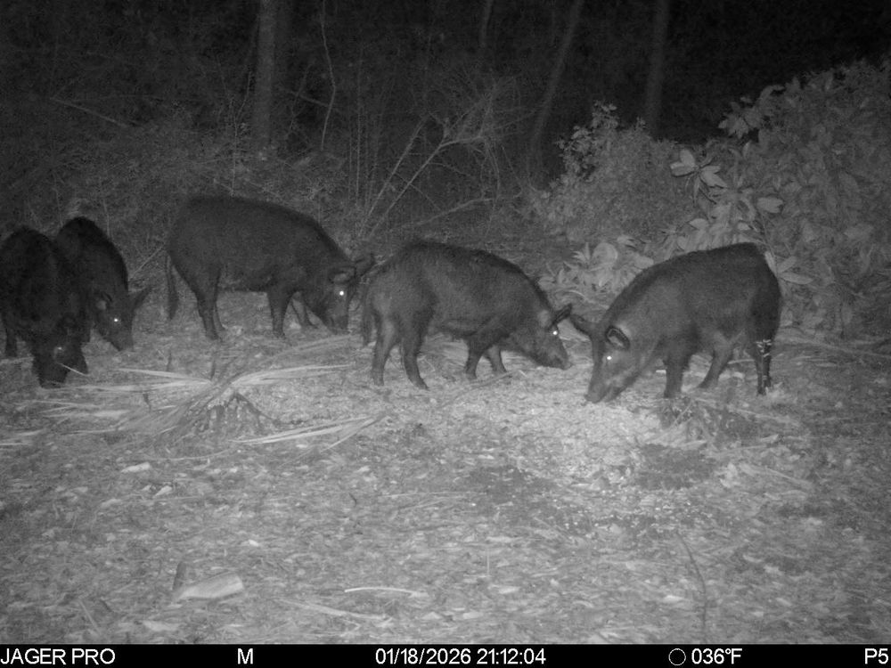 All Photos for Havoc Hog Control in Molino, FL