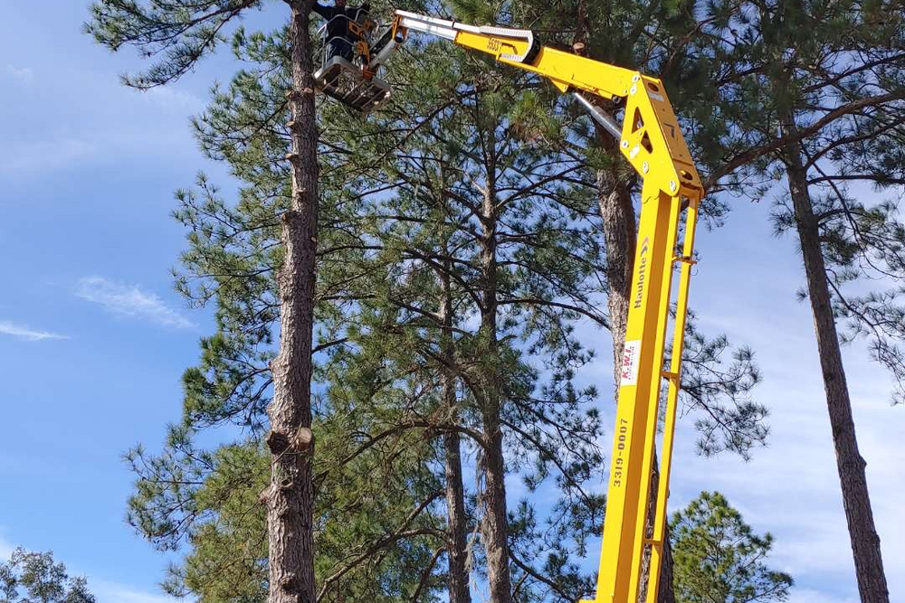 Tree Removal or Trimming  for All American Property Services in High Springs, FL