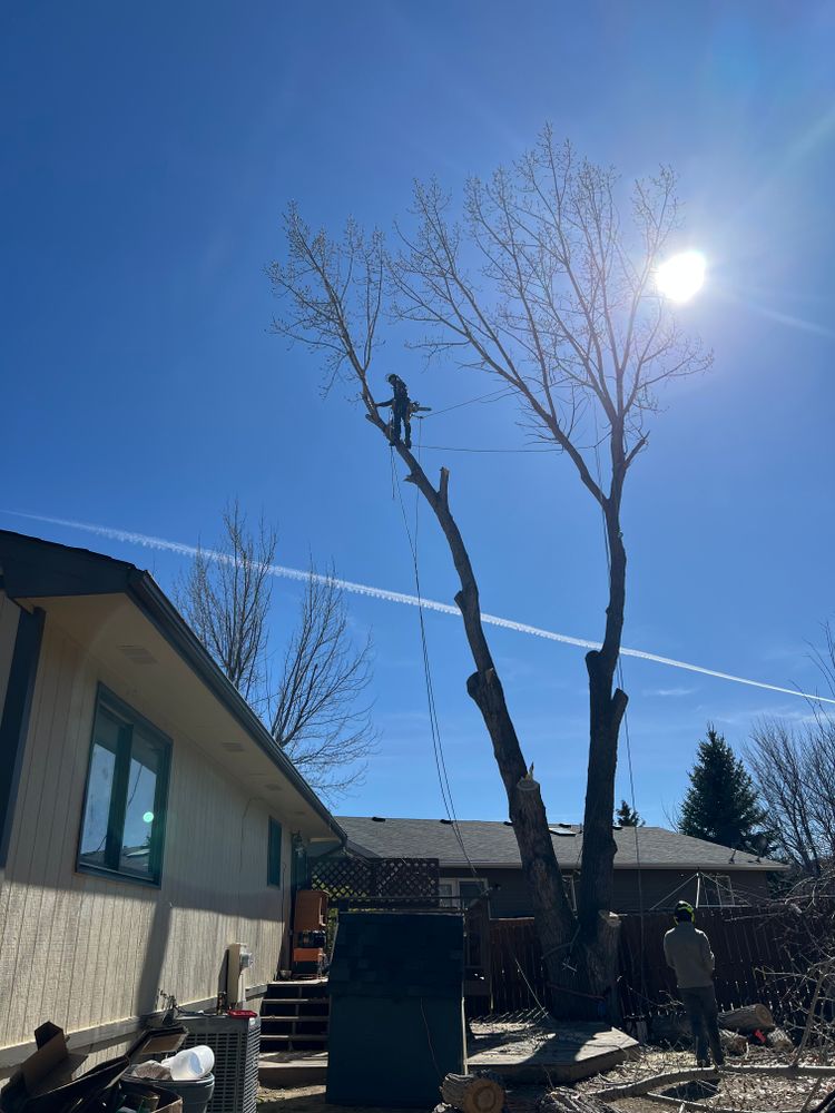 All Photos for Clean Cut Tree Service in Gillette, WY