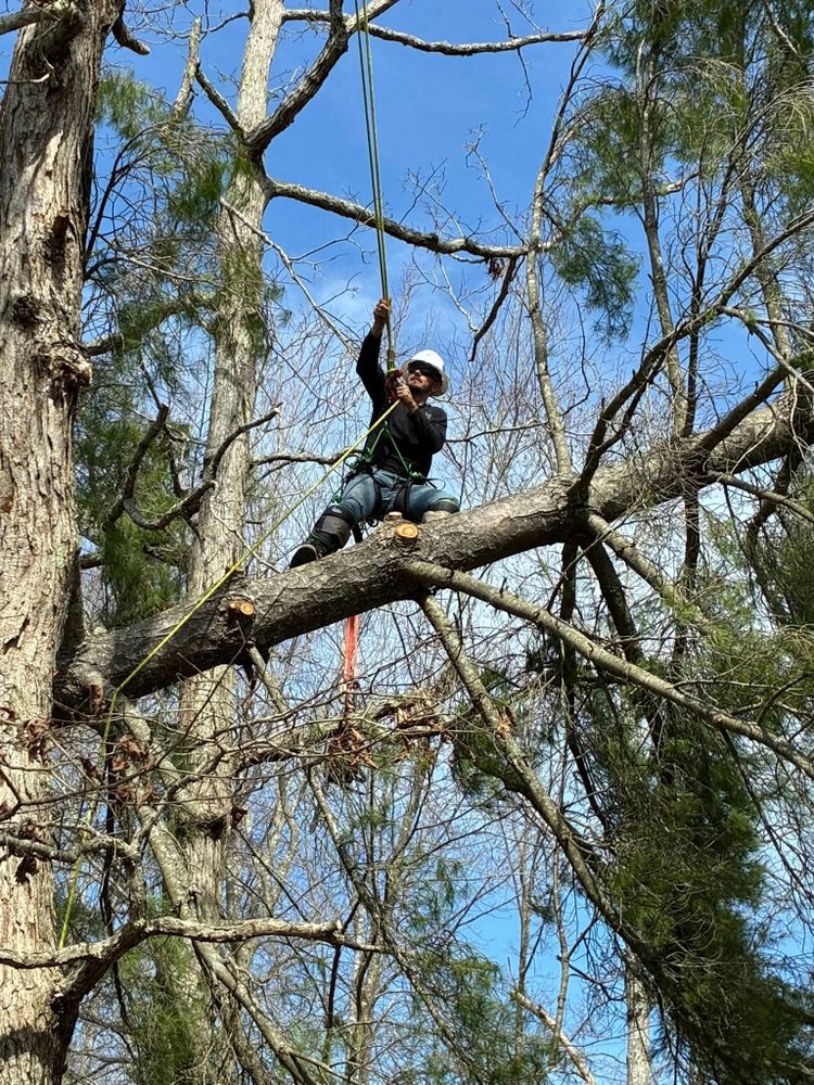 All Photos for Skys The Limit Tree Management in Morehead, KY