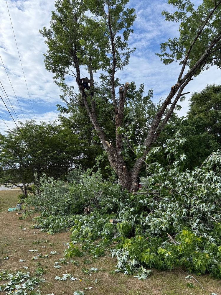 All Photos for T N L - Tree and Land Service in Reynolds, GA