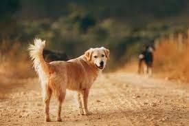 All Photos for Dumbo's Doggy Doors in City of Sammamish, WA