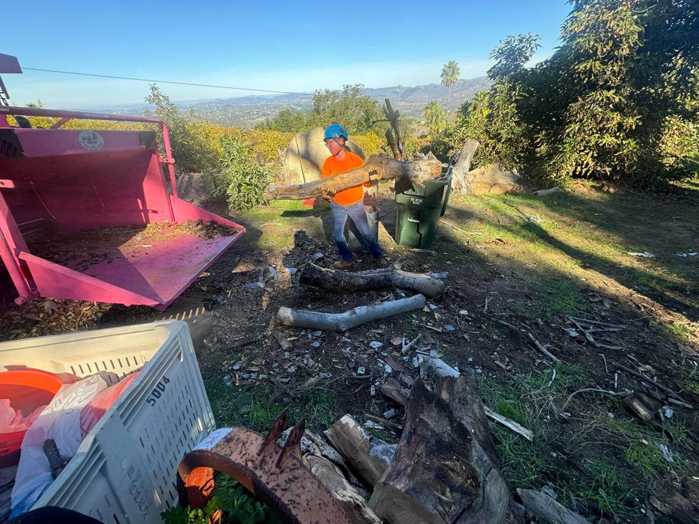 All Photos for The Tree Fairy in Temecula, CA