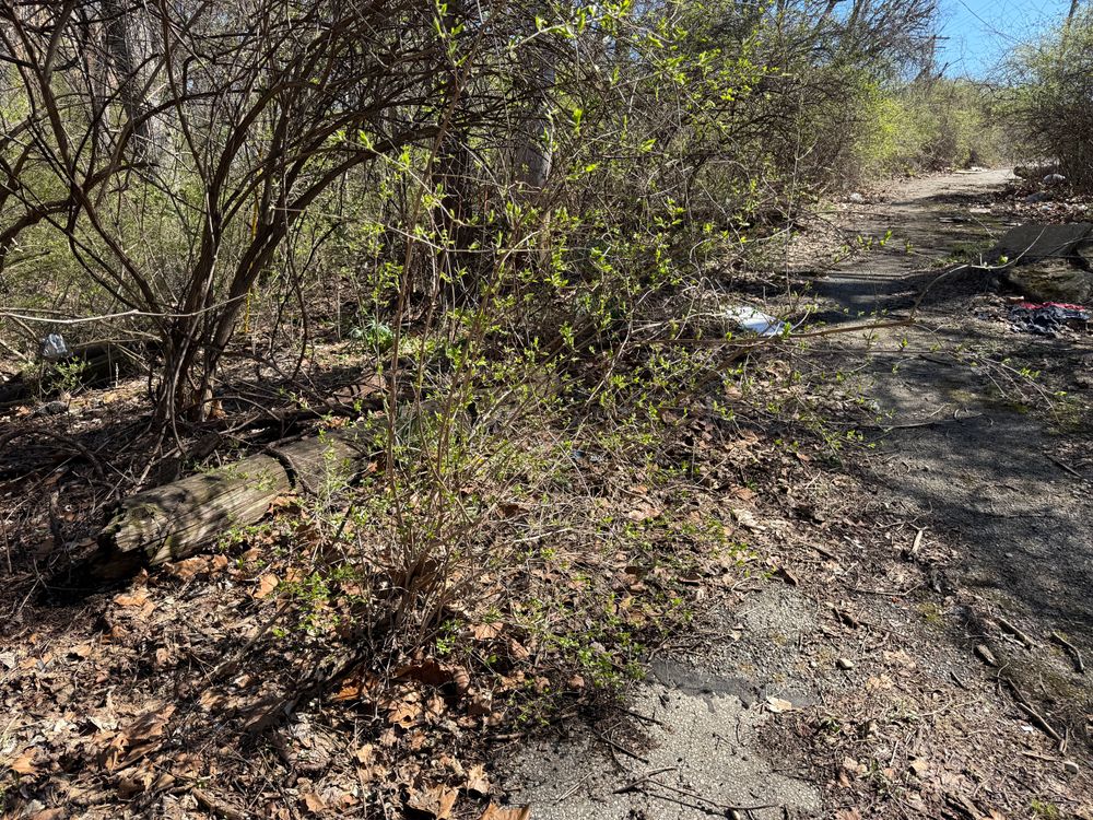 All Photos for A1 Bush Hogging & Lawn Service in London, OH