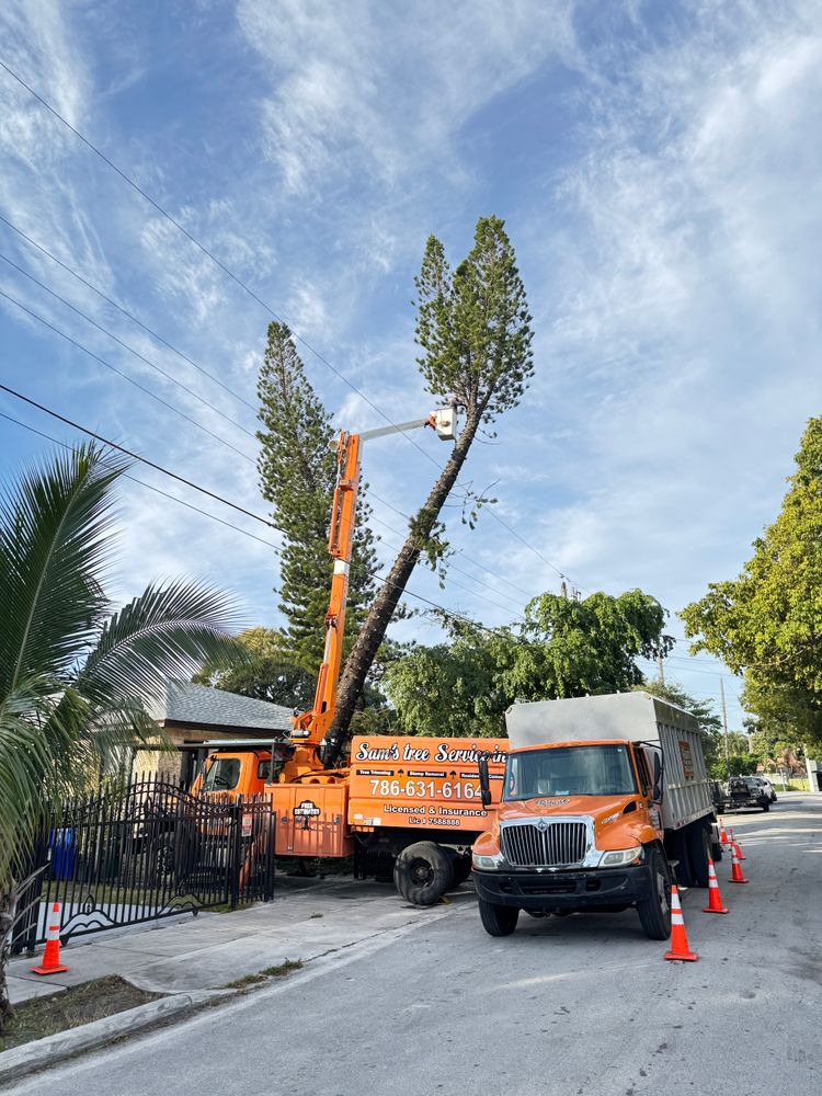 All Photos for Sam's Tree Service in Miami Beach,  FL