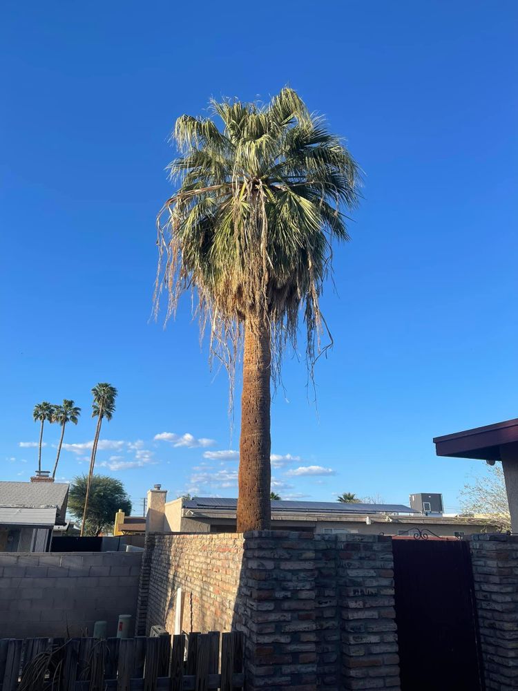 All Photos for Oliver L. Palm & Tree services in Yuma County, AZ