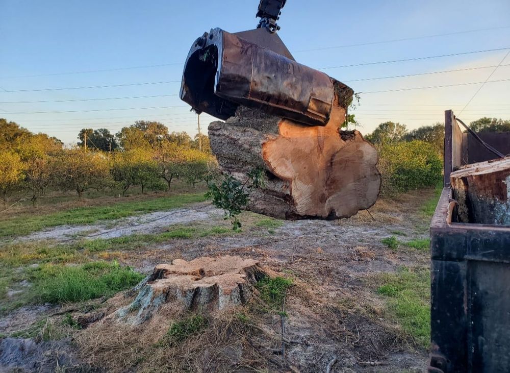 Tree Removal for Regal Tree Service and Stump Grinding in Wauchula, FL