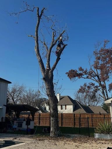 All Photos for Blu-J Tree Care in Arlington, TX