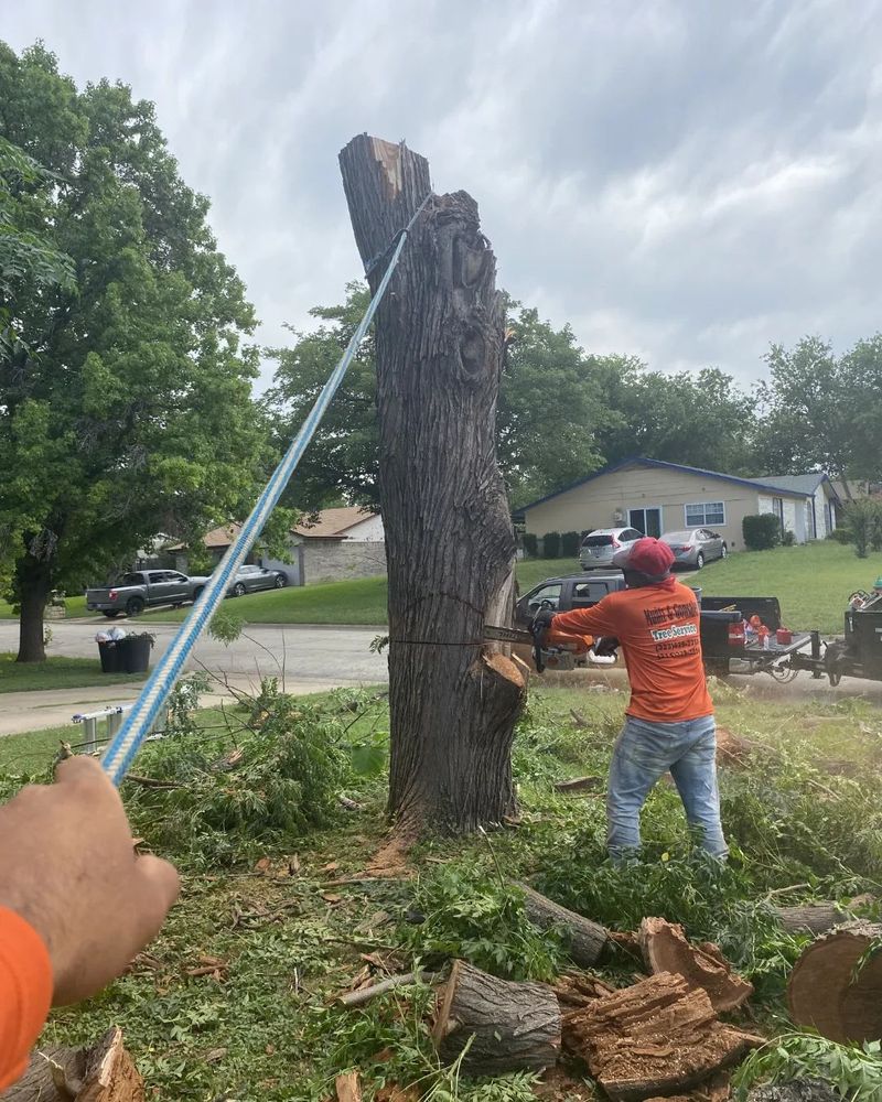 All Photos for Muniz Tree Service in North Richland Hills, TX
