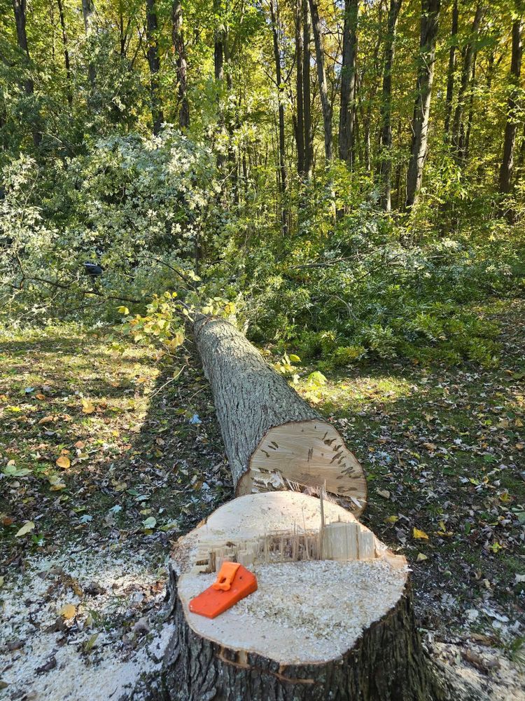 All Photos for D Hale Tree Service in Ann Arbor, MI