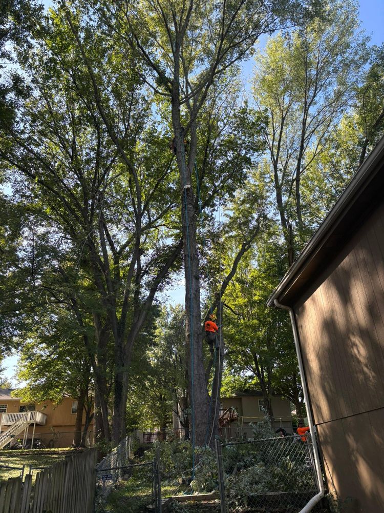All Photos for Cross Family Tree Service in Kearney, MO