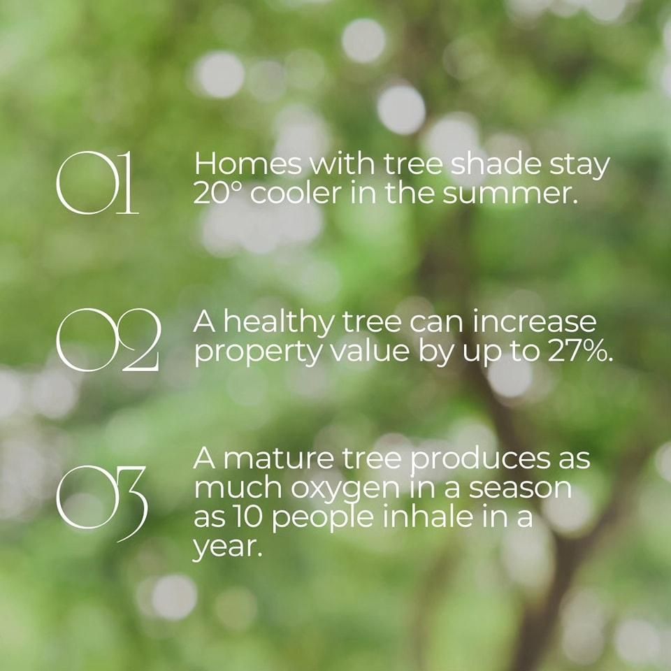 All Photos for Oakwood Tree Removal LLC in Oak Creek,  WI