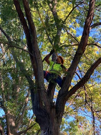 All Photos for Village Tree Service  in Whitestown, IN