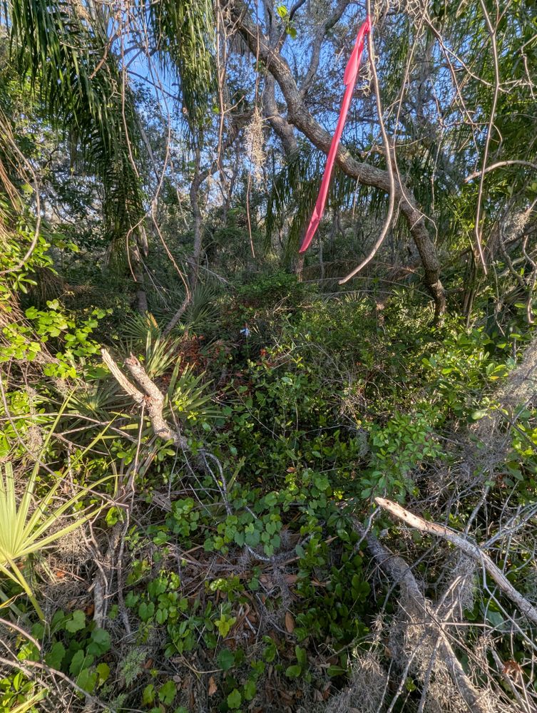 All Photos for Regal Tree Service and Stump Grinding in Wauchula, FL
