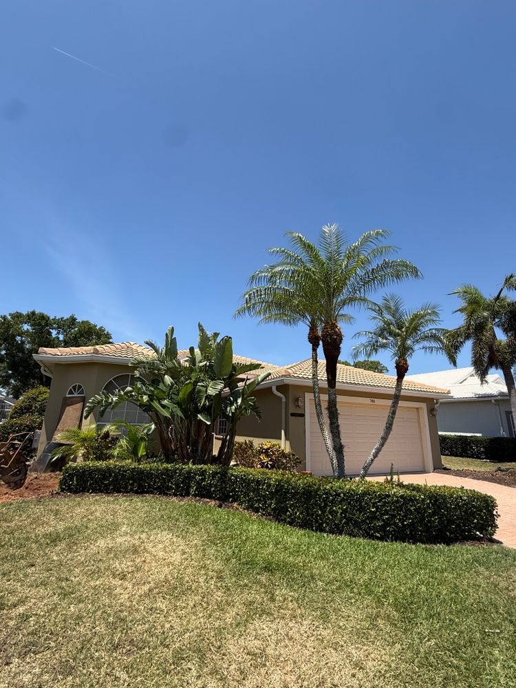 Tree Removal for Damian’s Tree Care in Sarasota, FL