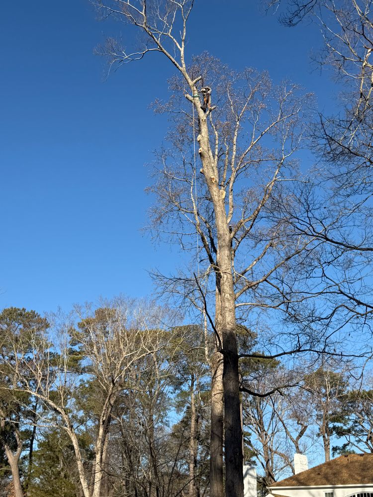 All Photos for Rawls Tree Care in Richmond, VA