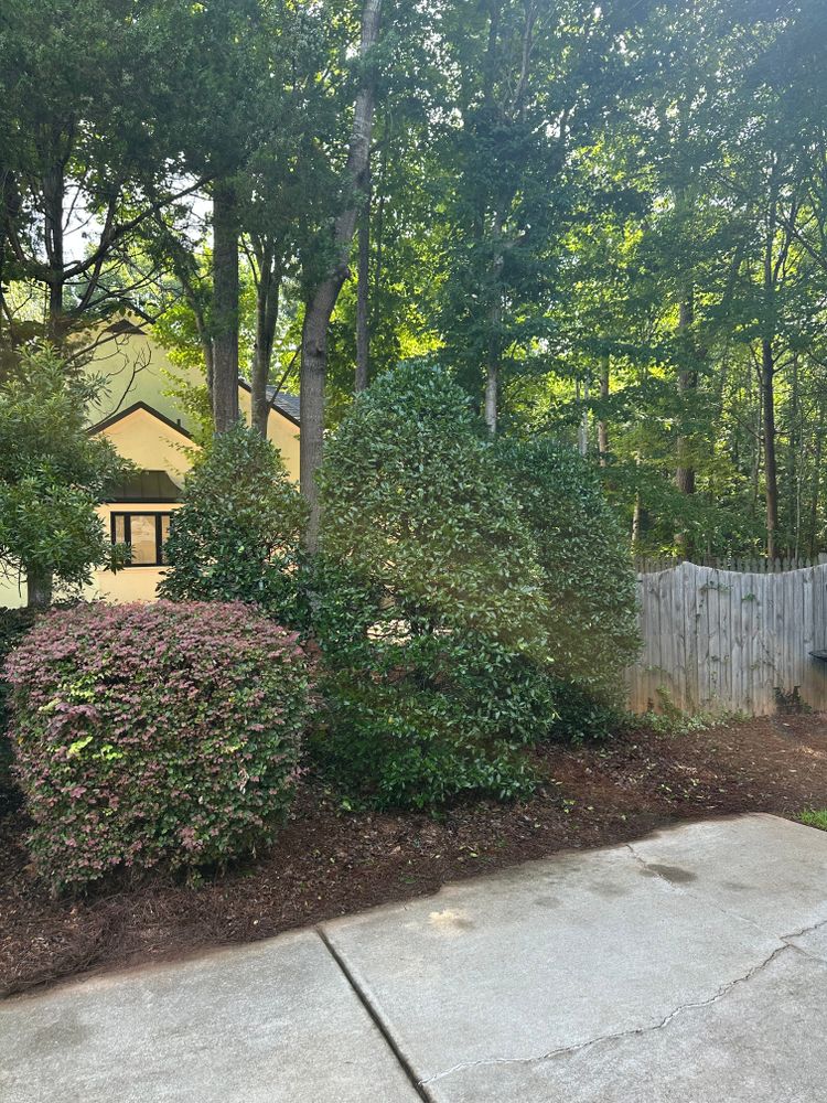 All Photos for Pecina Pine Needles in Monroe, NC