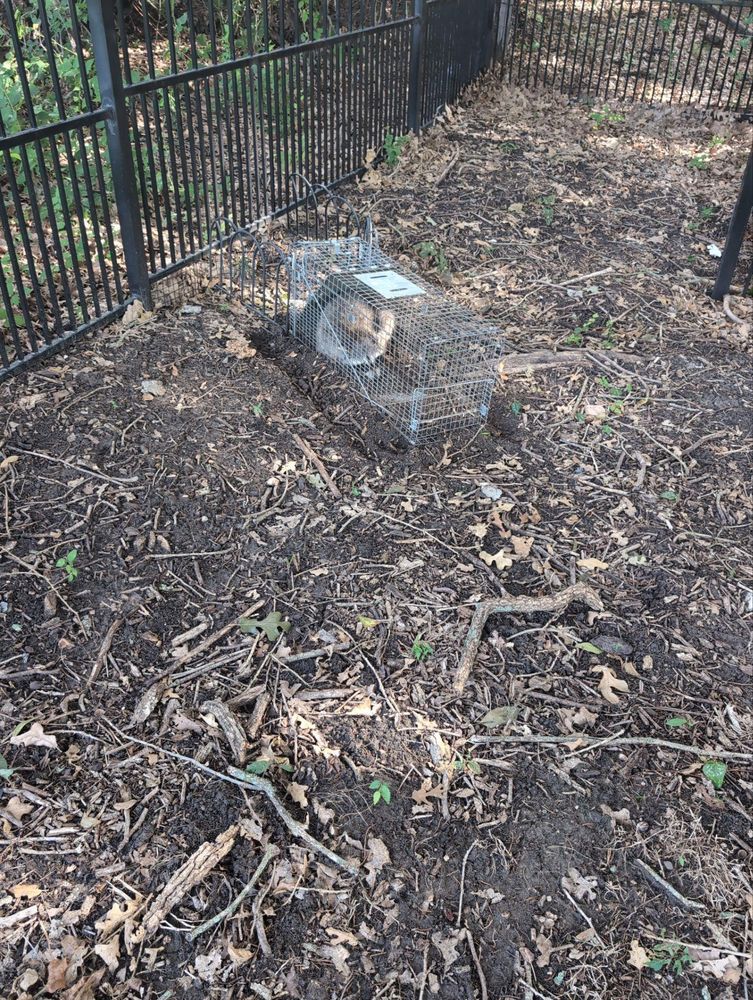 All Photos for Topper's Wildlife Removal in Garland, TX