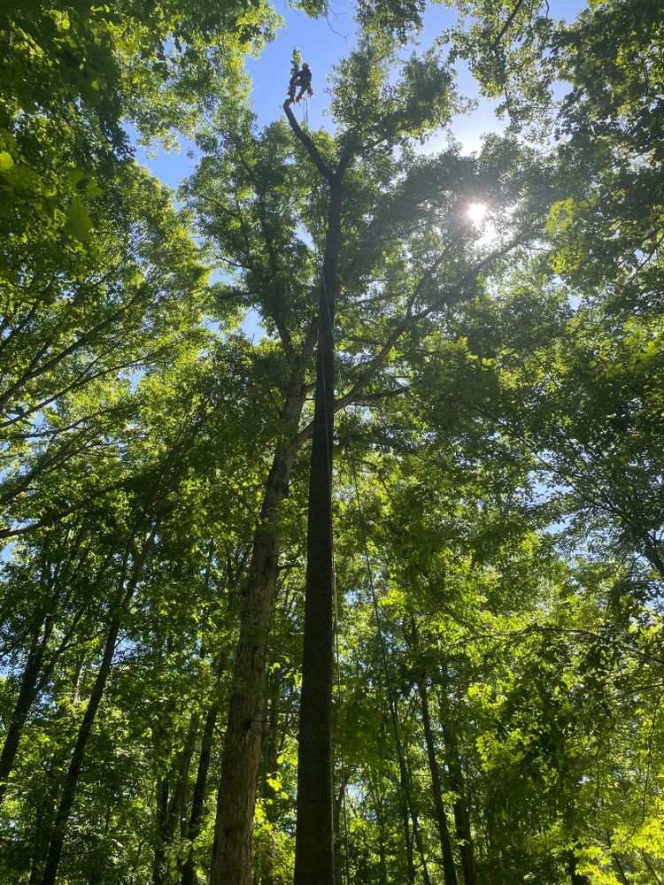 All Photos for Ace Tree Service  in Fuquay-Varina, NC