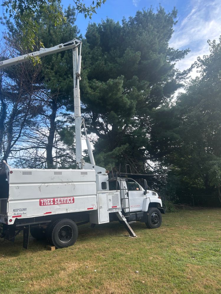 Tree Removal for Optimum Tree Service And Landscaping in Bowling Green, KY