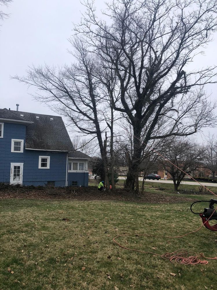 All Photos for F & F Tree Service in Beavercreek, OH