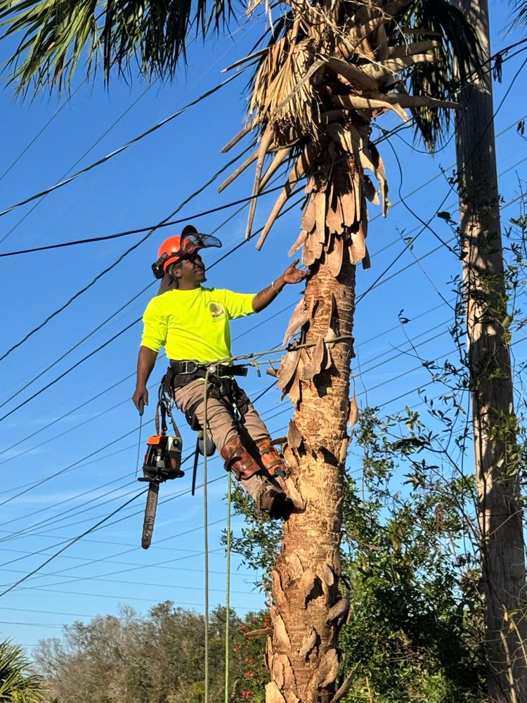 All Photos for Broadway Tree Care in Inverness, FL
