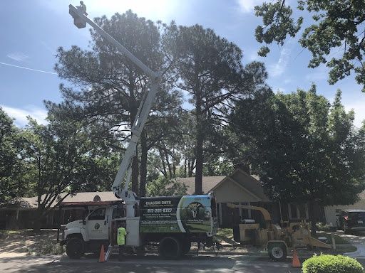 All Photos for Classic cut tree trimming and removal in Arlington, TX