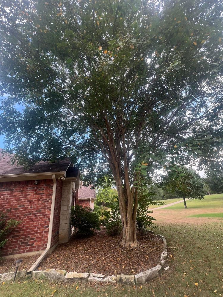 Tree Removal for Best Price Tree Service in Hallsville, TX