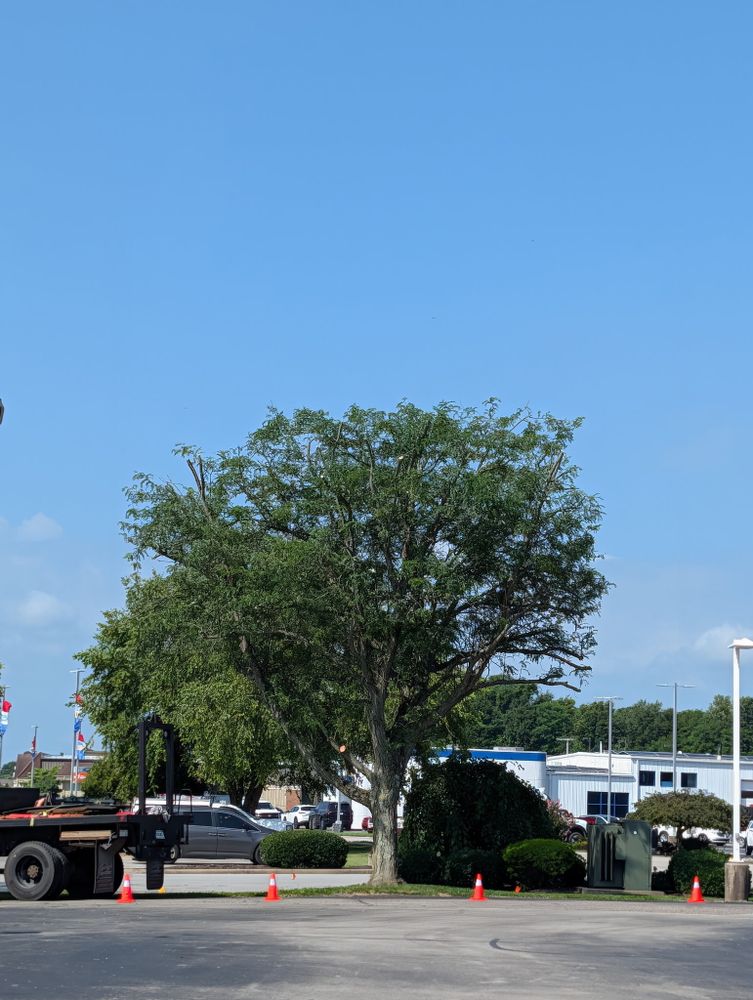 All Photos for Lightning Tree Service in Corydon, IN