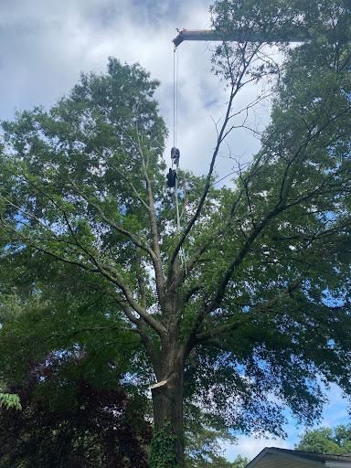 All Photos for Rawls Tree Care in Richmond, VA