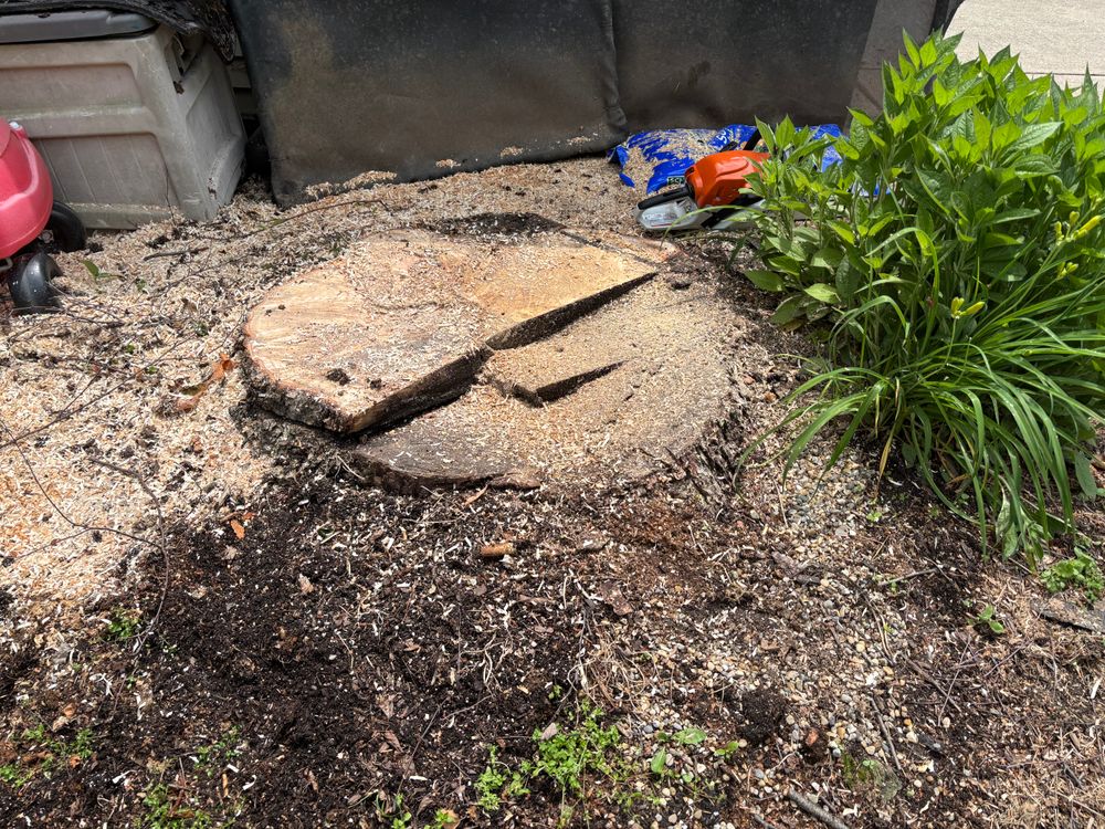 All Photos for Conrad's Stump Removal in Columbus, IN