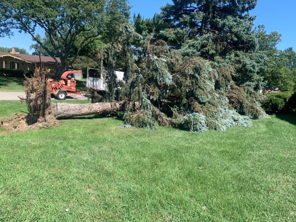 Tree Removal for Ramirez Tree Care in Pontiac, Michigan