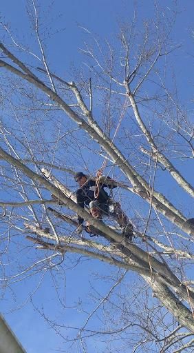 All Photos for Lightning Tree Service in Corydon, IN