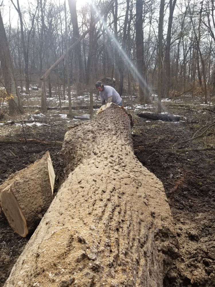 Logging for Pure Iowa Logging in Cedar Rapids, Iowa