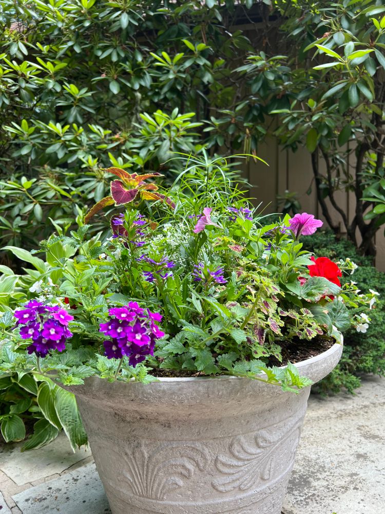 Container Gardening for Sustainable Lawn and Landscape in Banner Elk, NC