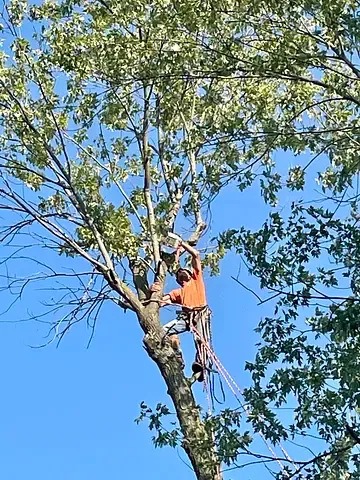 Stinger Tree Service team in Belleville, IL - people or person