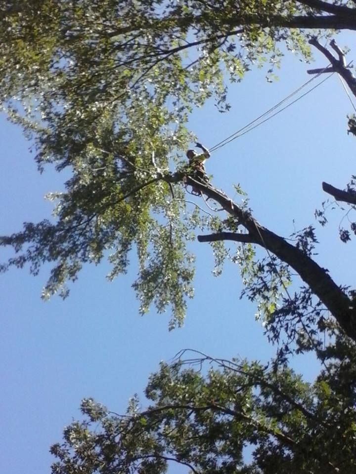 Enhance your property's beauty and safety with our expert tree trimming service, promoting healthy growth while removing hazardous or unsightly branches to ensure a vibrant and attractive landscape for your home. for Buffalo Family Tree Care in Buffalo, MN